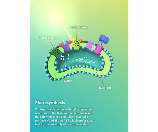 Namoo - Wonders of Plant Life Photosynthesis