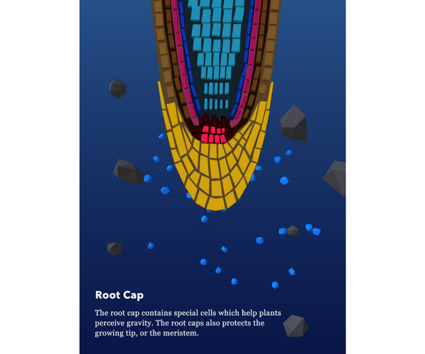 Namoo - Wonders of Plant Life Root Anatomy