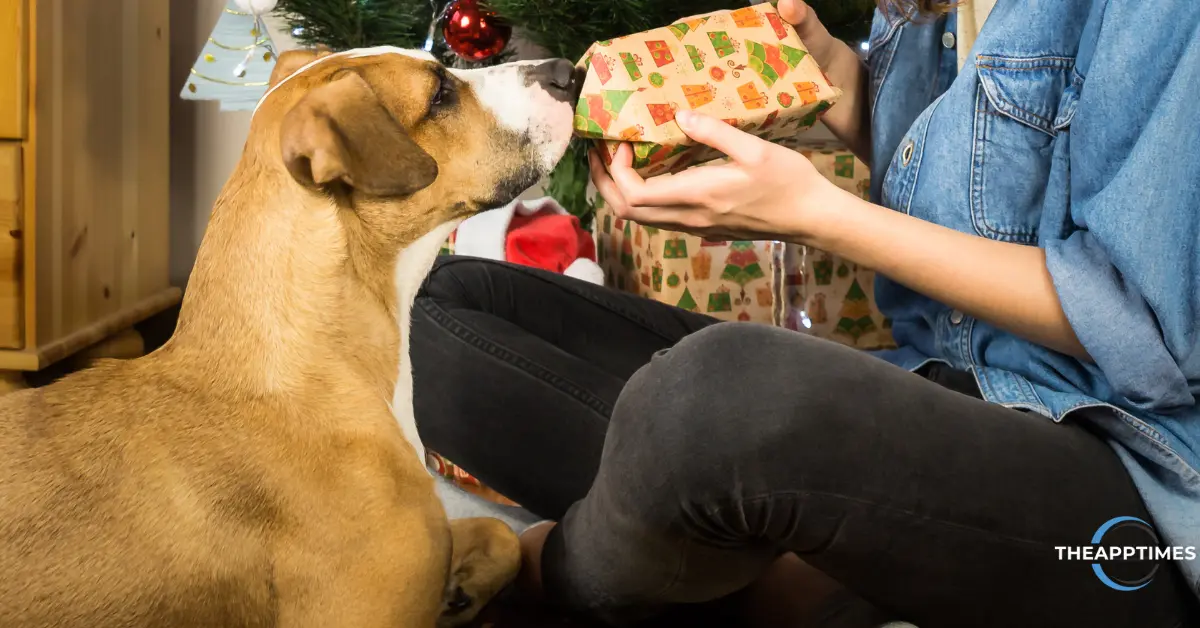 Best Christmas Gifts for Pet Owners Spoil Your Furry Friends!