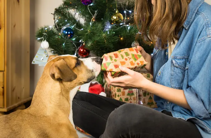 Best Christmas Gifts for Pet Owners: Spoil Your Furry Friends!